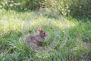 Wild rabbit in green grass