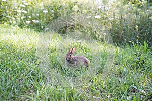 Wild rabbit in green grass