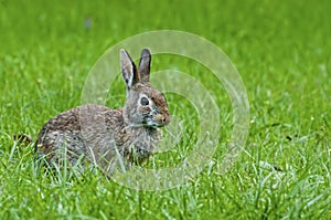 Wild rabbit in green grass.