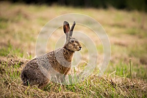 Wild hare in green grass