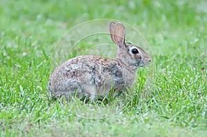 Wild rabbit in the green meadow yard