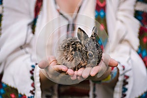 Wild rabbit is in the hands of a beautiful lady