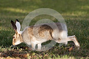 Wild Rabbit On High Alert