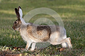 Wild Rabbit On High Alert