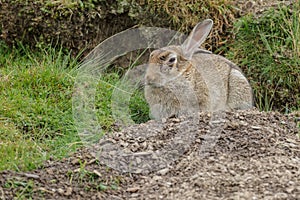 Wild rabbit with illness