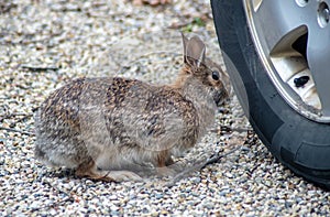 Wild rabbit investigates a tire