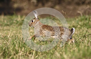 Wild rabbit jumping