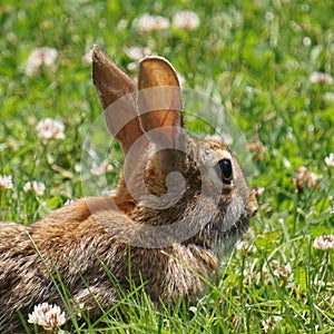 Wild Rabbit laying in the grass.