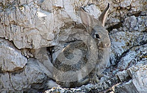 Wild rabbit on Lokrum Island beach.