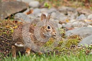 Wild Rabbit Looking Back Outdoors