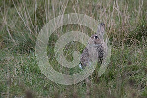 Wild rabbit on the lookout