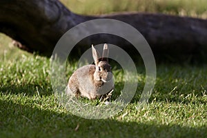 Wild rabbit in the meadow