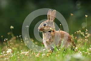 Wild rabbit on meadow