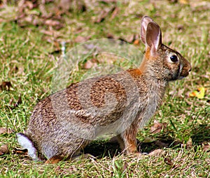 Wild rabbit in Michigan brown bunny