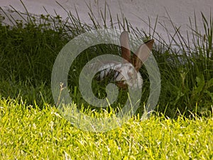 Wild rabbit in the natural environment, close up, wildlife, wild animal, detail, cute rabbit, bunny, nature