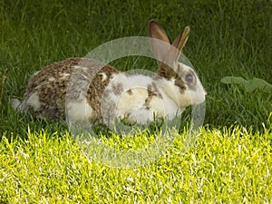 Wild rabbit in the natural environment, close up, wildlife, wild animal, detail, cute rabbit, bunny, nature