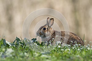 Wild rabbit in nature