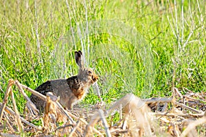 Wild rabbit in nature