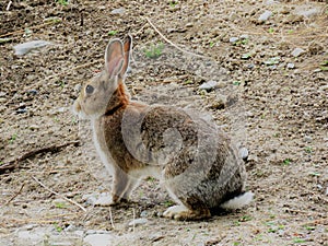 Wild Rabbit in New Zealand