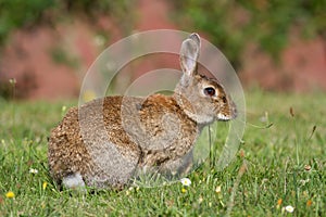 Wild rabbit (Oryctolagus cuniculus)