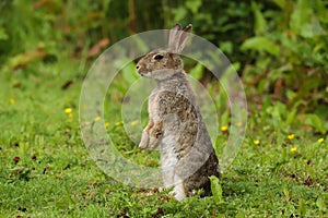 Wild Rabbit Oryctolagus cuniculus in a field.