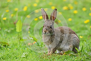 Wild Rabbit Oryctolagus cuniculus in a field.