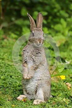 Wild Rabbit Oryctolagus cuniculus in a field.