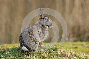 Wild Rabbit Oryctolagus cuniculus sitting in a field.