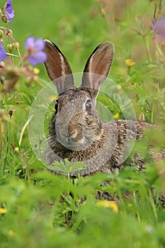 Wild Rabbit Oryctolagus cuniculus sitting in a field.