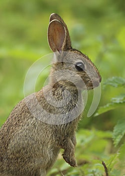 Wild Rabbit Oryctolagus cuniculus UK