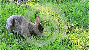 Wild rabbit in a park eating grass