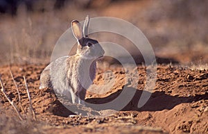 Wild rabbit pest