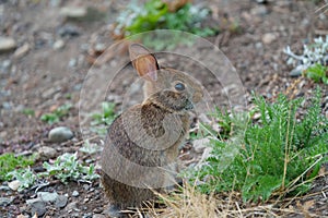 Wild rabbit resting and feeding on grassland