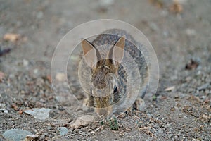 Wild rabbit resting and feeding on grassland