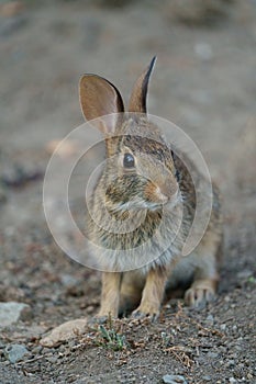 Wild rabbit resting and feeding on grassland