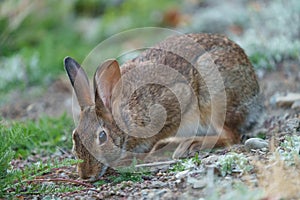 Wild rabbit resting and feeding on grassland