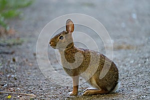 Wild rabbit resting and feeding on grassland