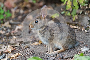 Wild rabbit resting and feeding on grassland