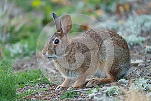 Wild rabbit resting and feeding on grassland