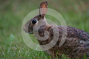 Wild rabbit resting on grassland