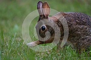 Wild rabbit resting on grassland