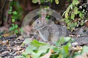 Wild rabbit resting on grassland