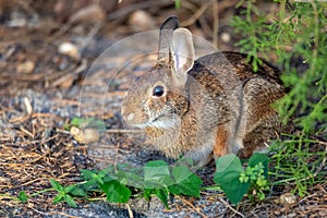 Wild Rabbit Resting in a Shady Spot Outside