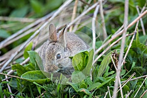 Wild rabbit, Scotland