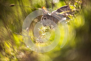 Wild rabbit, Scotland