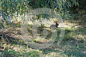 Wild Rabbit in Sibolla Reserve