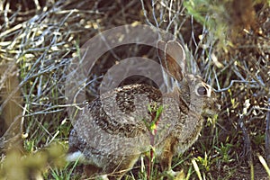 Wild rabbit sitting in a grass