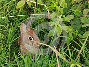 Wild Rabbit