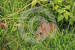 Wild Rabbit