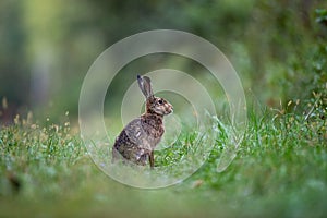Wild rabbit sitting on meadow